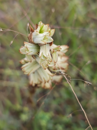 Michoacán Lady Orchid (Dichromanthus michuacanus)