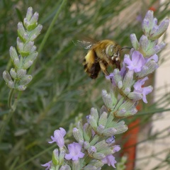 Amegilla garrula