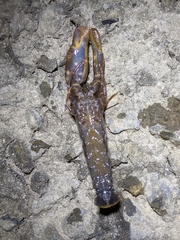 Alpheus novaezealandiae