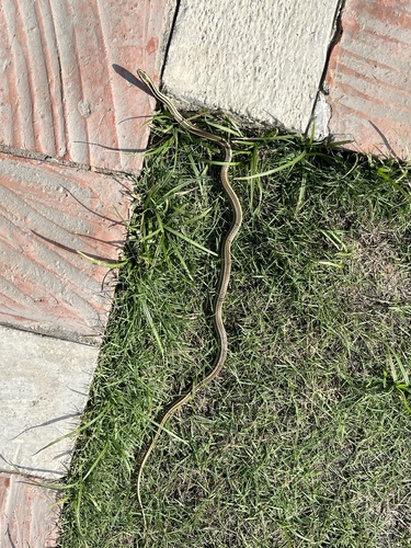 Lined Ground Snake