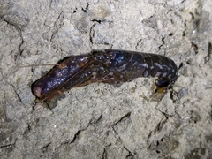 Alpheus novaezealandiae