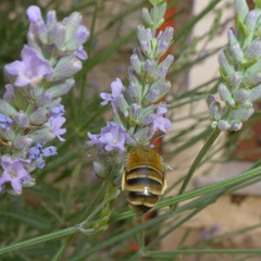 Amegilla garrula