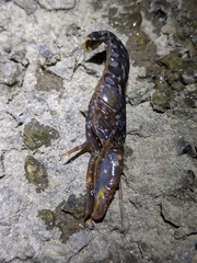 Alpheus novaezealandiae