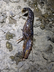 Alpheus novaezealandiae