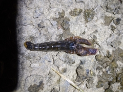 Alpheus novaezealandiae