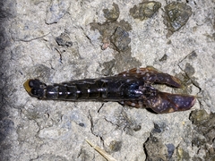 Alpheus novaezealandiae