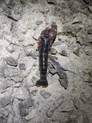 Alpheus novaezealandiae