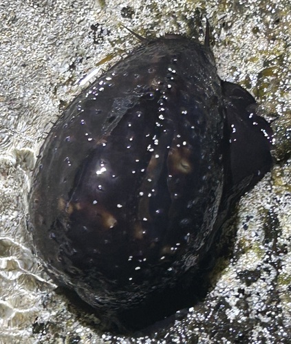Mauritia mauritiana
