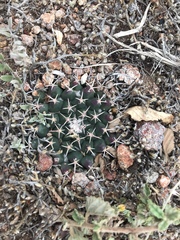 Mammillaria huntiana