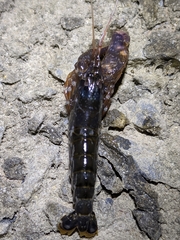 Alpheus novaezealandiae