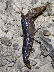 Alpheus novaezealandiae