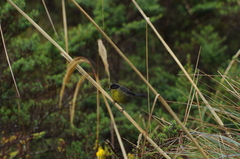 Atlapetes pallidinucha