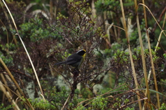 Atlapetes pallidinucha