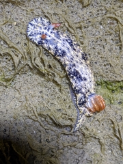 Hypselodoris saintvincentius