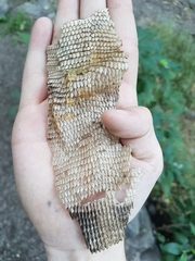 Iguanidae