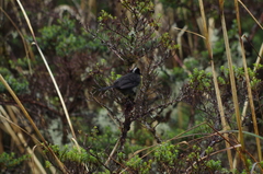 Atlapetes pallidinucha