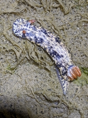 Hypselodoris saintvincentius