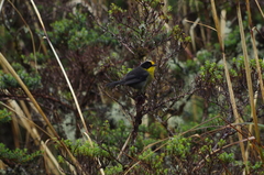 Atlapetes pallidinucha