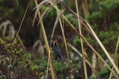 Atlapetes pallidinucha