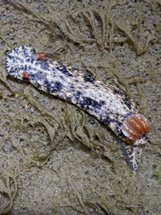 Hypselodoris saintvincentius