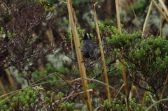 Atlapetes pallidinucha