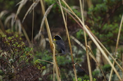 Atlapetes pallidinucha