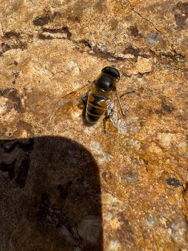Unknown species found near Mount Olympus Trail, Holladay, UT, US