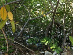 Conocarpus erectus