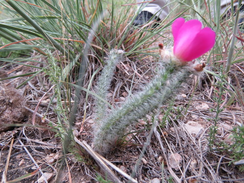 Portulaca eruca (Portulaca eruca)