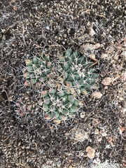 Mammillaria huntiana
