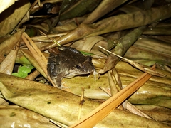 Leptodactylus colombiensis