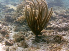 Plexaurella nutans