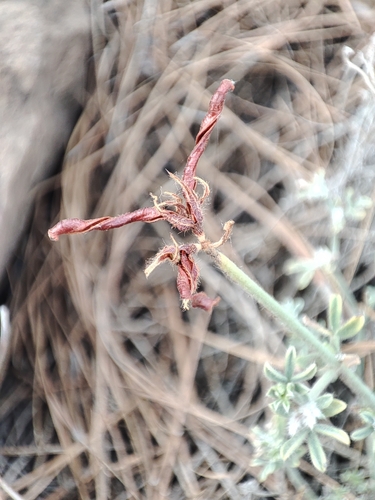 Lotus campylocladus, photograph 5
