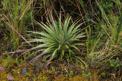 Puya clava-herculis