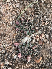 Mammillaria huntiana