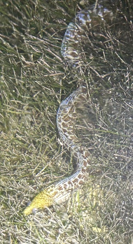 Gymnothorax undulatus