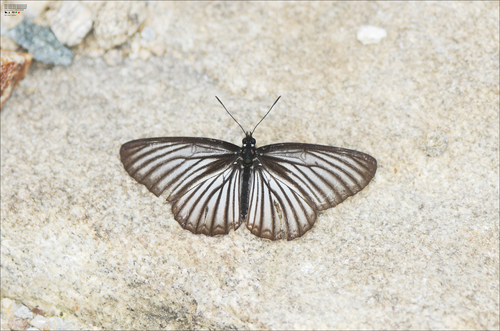 Aldania raddei