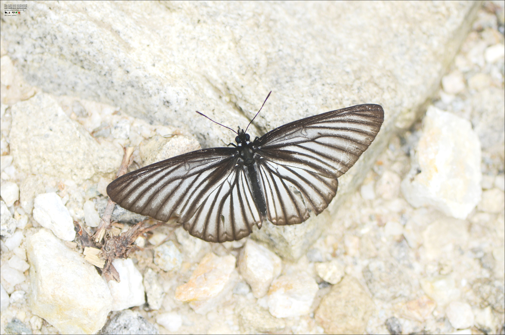 Aldania raddei