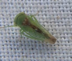 Cicadellidae