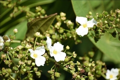 Echinodorus grandiflorus