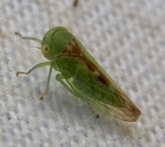 Cicadellidae