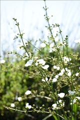 Echinodorus grandiflorus