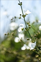 Echinodorus grandiflorus