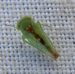 Cicadellidae