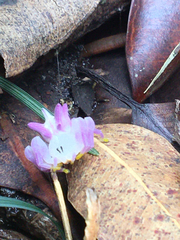 Epicadus heterogaster