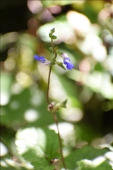 Salvia procurrens