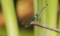 Micrathyria hypodidyma