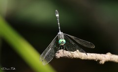 Micrathyria hypodidyma