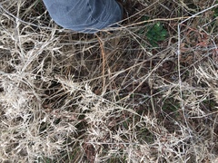 Dichanthelium scoparium