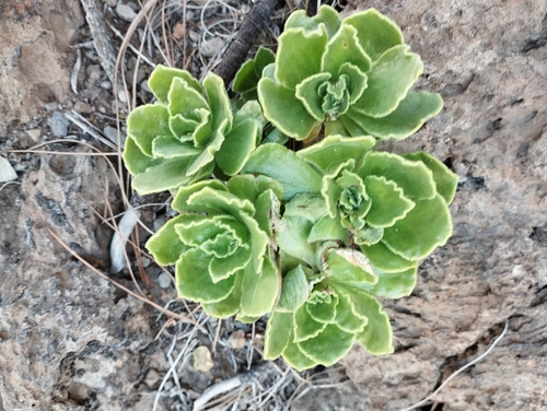 Aeonium smithii